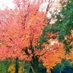 Autumn's Artistry: Where Every Leaf Tells a Story.