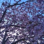 Blossoming resilience and renewal, just like the cherry blossom