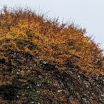 Branches reaching out, a metaphor for my evolving experiences