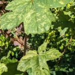 Strength in Green: Sycamore's Vital Foliage