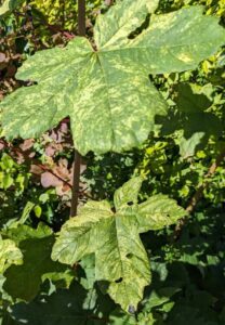 Strength in Green: Sycamore's Vital Foliage