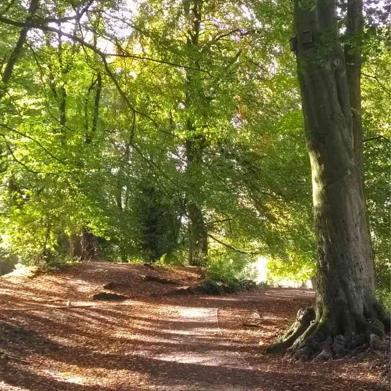 Flourishing Like Trees - A Metaphorical Journey Through Unique Growth ...